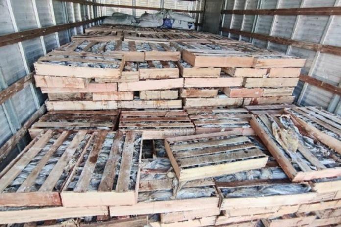 PRF apreende 9 toneladas de peixe transportado de forma irregular na BR-116, em Milagres