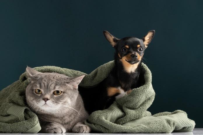 Como proteger os pets dos fogos de artifício